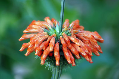 Close-up of red flower