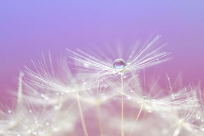 Close-up of dandelion