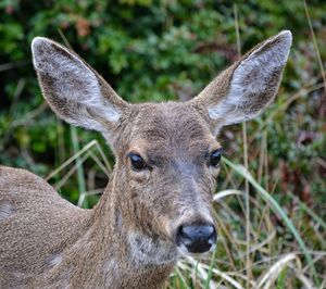 Close-up of deer on field