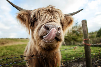 Close-up portrait of cow on field against sky