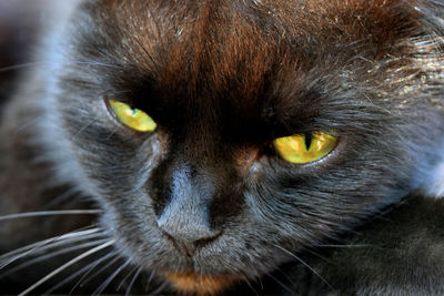 Close-up portrait of a cat