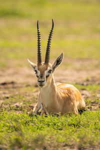 Thomson gazelle lies on grass facing camera