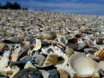 Seashells on shore against sky