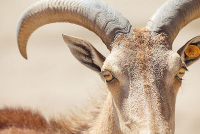 Portrait of barbary sheep 