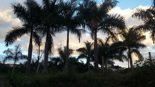 Low angle view of palm trees against sky