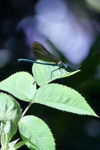 Close-up of insect on leaf