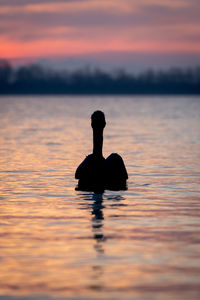 Silhouette woman swimming in lake during sunset