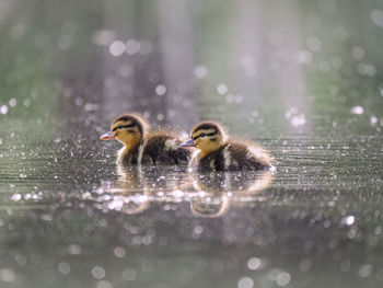 Side view of a bird in water