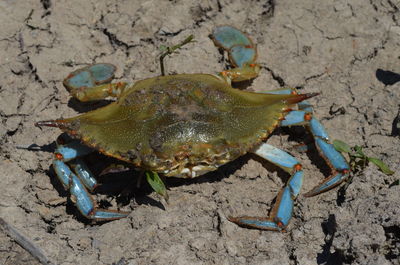 High angle view of crab on sand