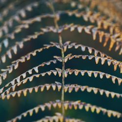 Close-up of plant leaves