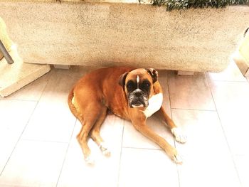 High angle view of dog resting on tiled floor