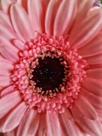 Close-up of pink flower blooming outdoors
