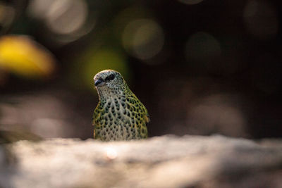 Spotted tanager bird tangara punctate is a neotropical bird that has yellow and green in its feather