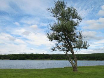 Tree by lake against sky