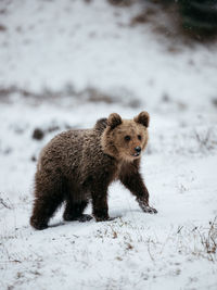 Brown bear cub  portrait in the wilderness forest.winter season.