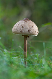 Close-up of mushroom on grass