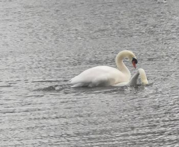 Swan floating on lake