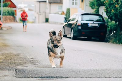 Dog walking on road in city