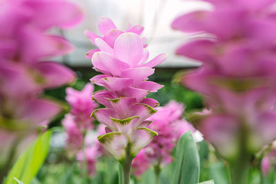 Close-up of pink flowering plant