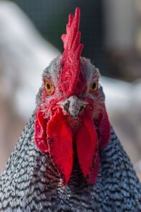 Close-up portrait of rooster