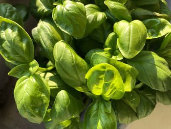 Full frame shot of green plant