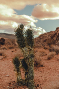 desert