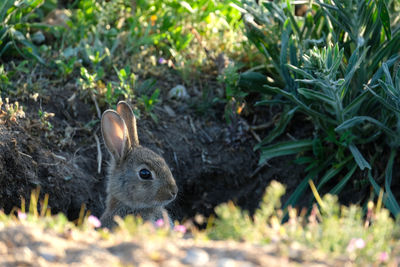 Wild baby european hare coming out of his burrow and looking at camera. 