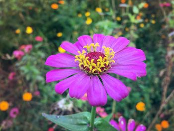 Close-up of pink flower blooming at park