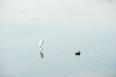 Swan swimming in lake