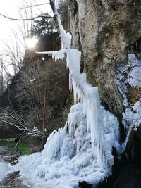 Snow covered trees against sky during winter