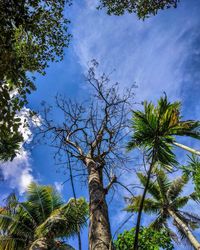 Low angle view of coconut palm tree against blue sky