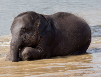 Close-up of elephant in lake