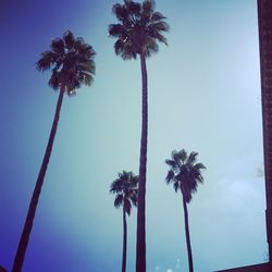 Low angle view of palm trees against blue sky