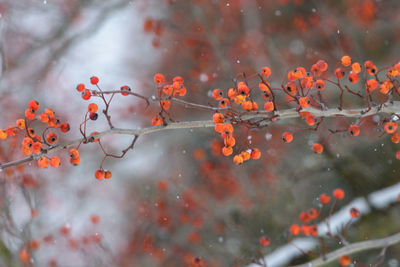 Close-up of berries growing on tree