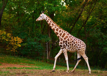 Giraffes roaming in their enclosure at the bronx zoo.