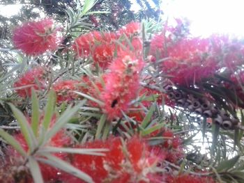 Close-up of red flowers