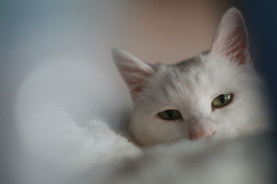 Close-up portrait of a cat