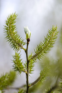 Close-up of pine tree branch