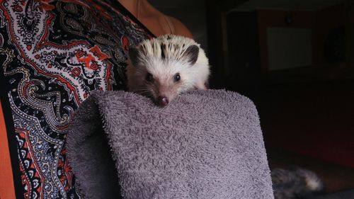 Portrait of hedgehog on towel