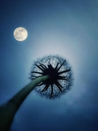 Low angle view of tree against sky at night