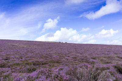 Purple flowers on field against sky