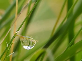 Close-up of green leaf on grass
