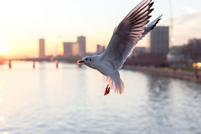 Seagull flying over city