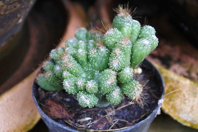 High angle view of succulent plant in pot