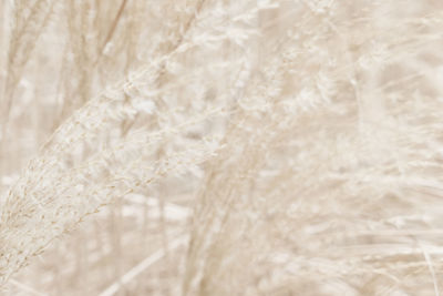 Full frame shot of plants