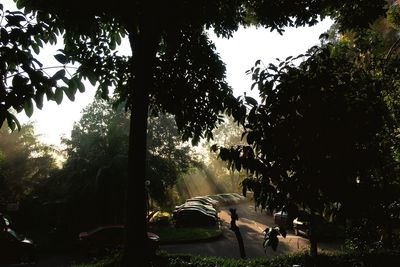 Cars on street amidst trees against sky