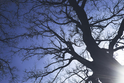 Low angle view of bare trees against sky