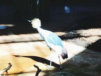 White bird flying over lake