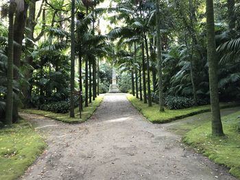 Footpath amidst palm trees in park