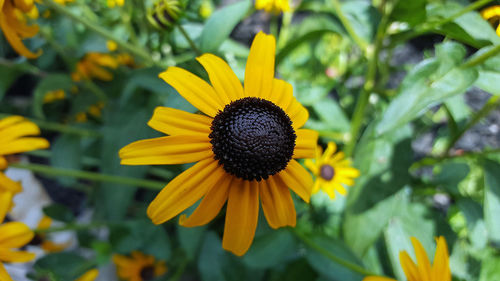 Close-up of yellow flower